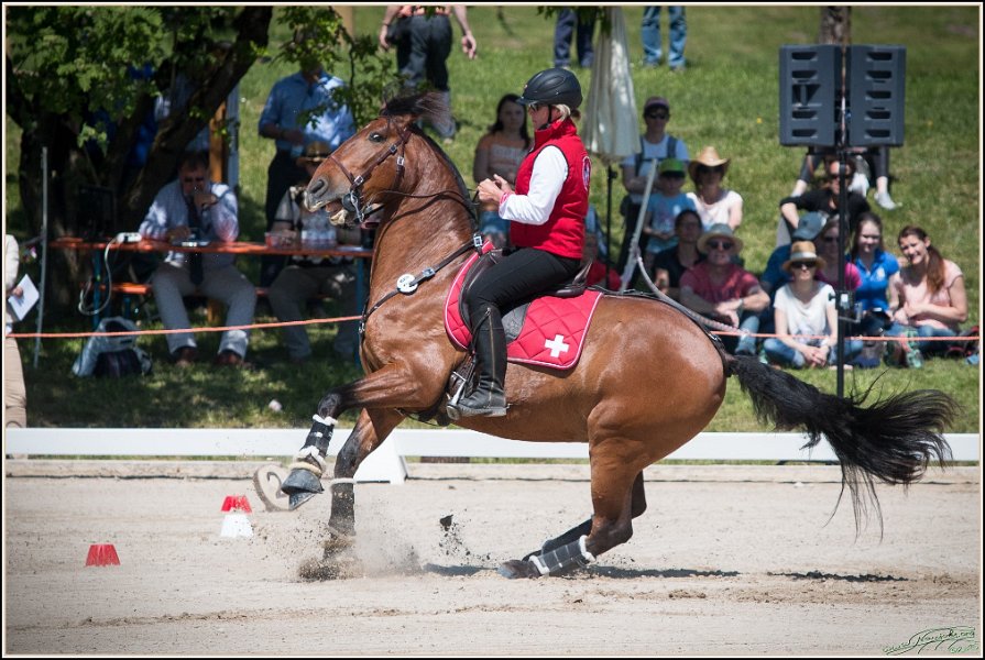 Pferd International 068